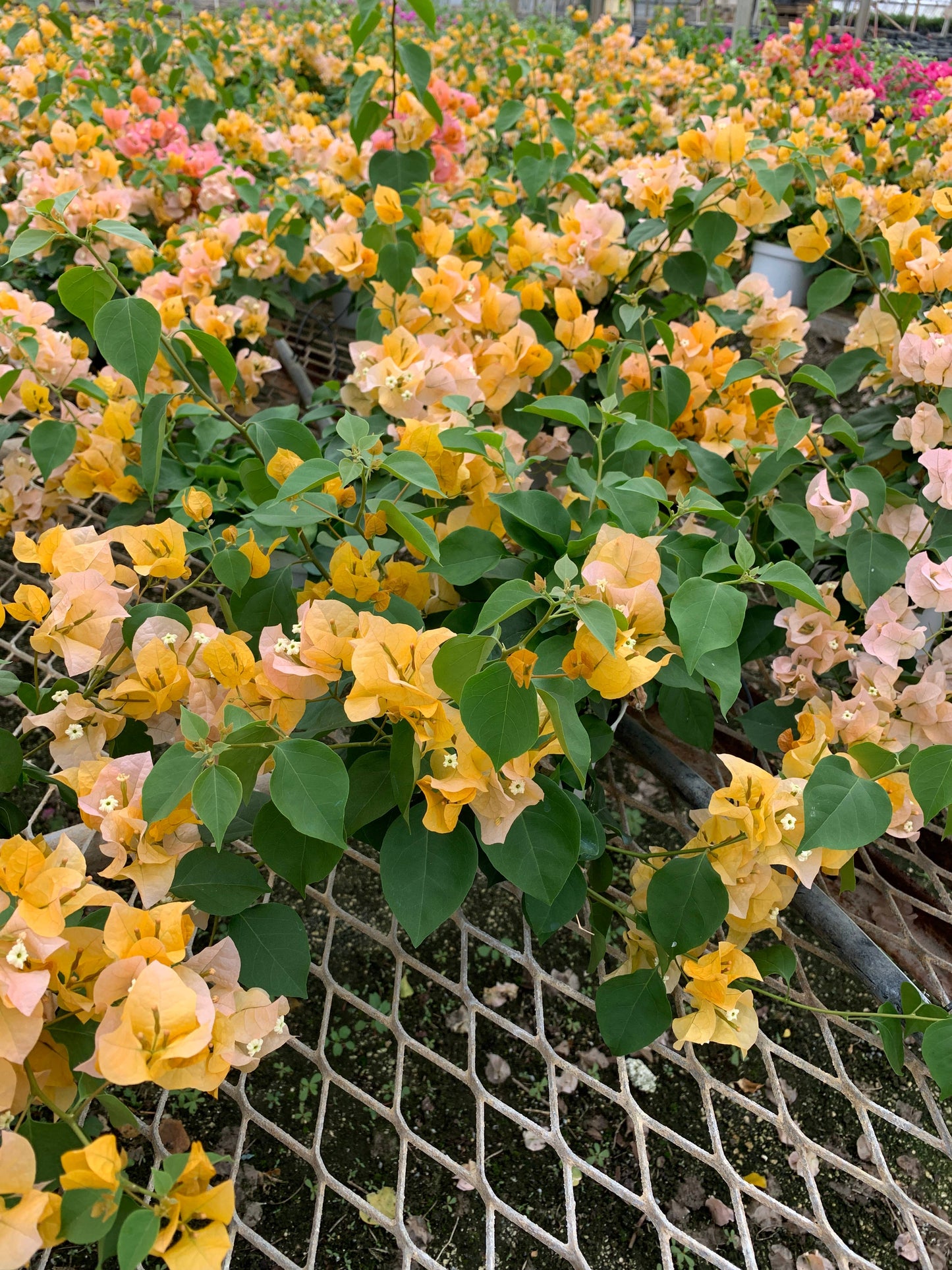 10" Bougainvillea HB