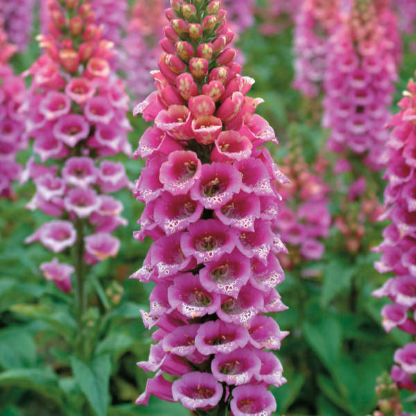 Digitalis Purpurea 'Candy Mountain' (1 QT.)