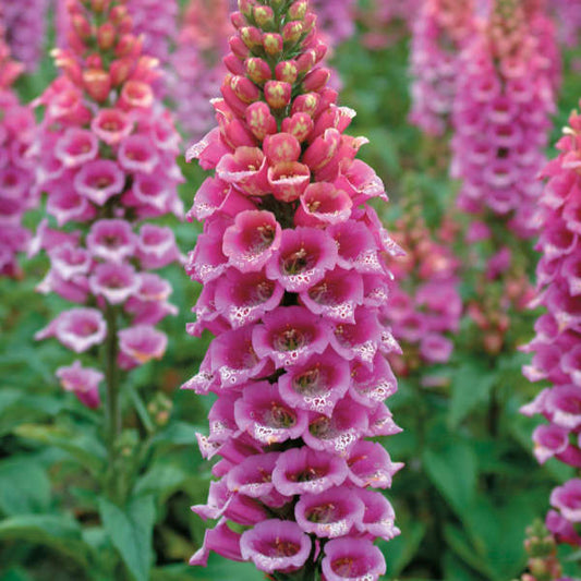 Digitalis Purpurea 'Candy Mountain' (1 QT.)
