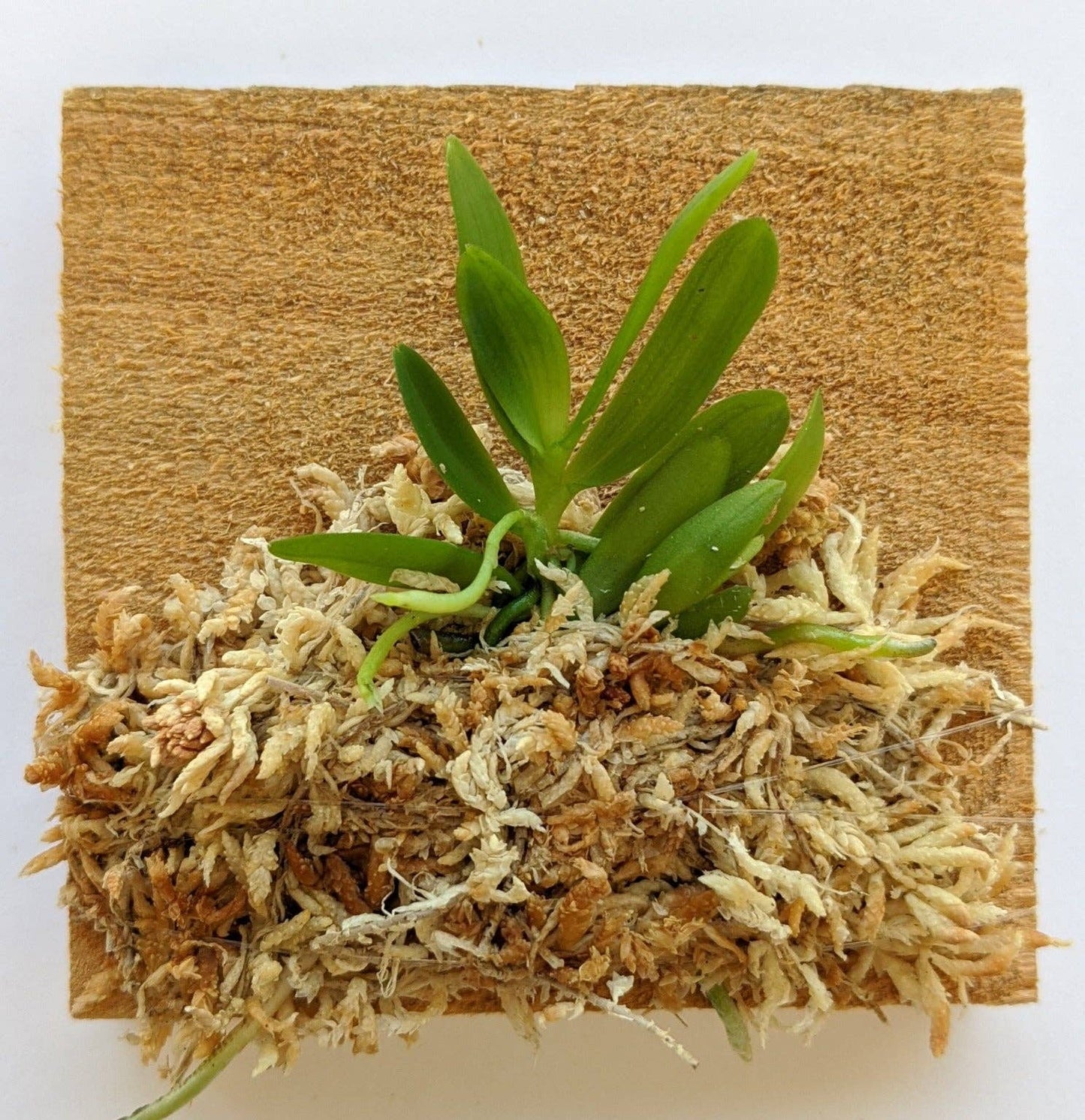 Haraella Retrocalla, Taiwan Fragrant Orchid (香蘭), Miniature Orchid, Easy to Grow