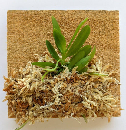 Haraella Retrocalla, Taiwan Fragrant Orchid (香蘭), Miniature Orchid, Easy to Grow