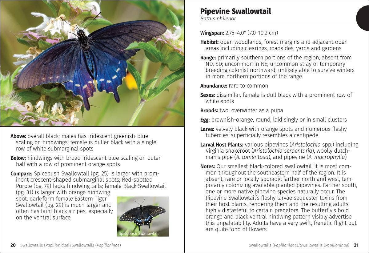Butterflies of the Midwest Field Guide