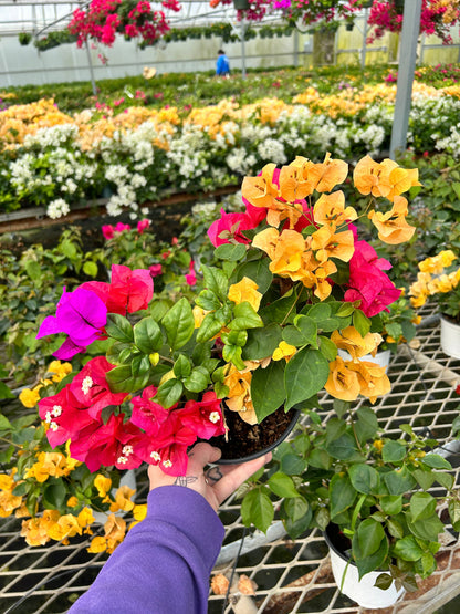 4" Bougainvillea