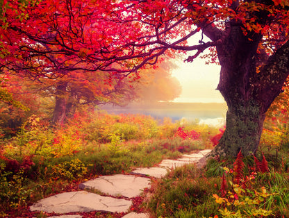 Stone Path 1000 Piece Jigsaw Puzzle