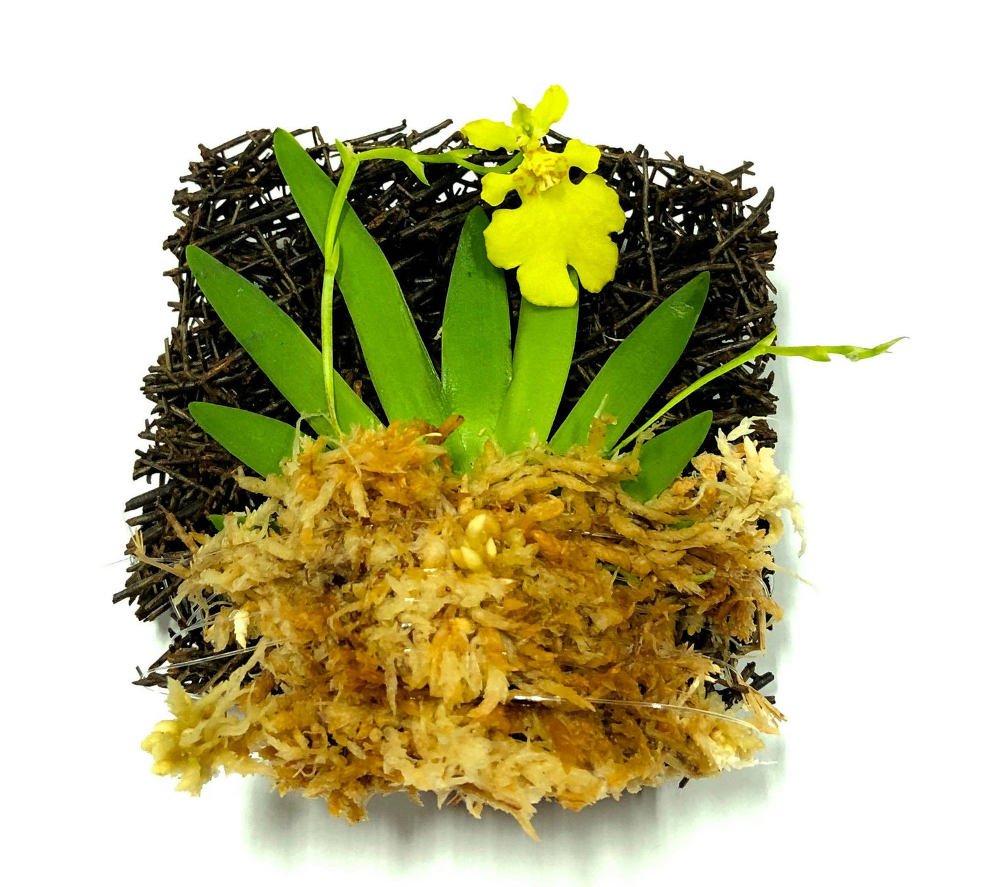 Psygmorchis Pusilla, Miniature Oncidium Orchid, Wood Mount
