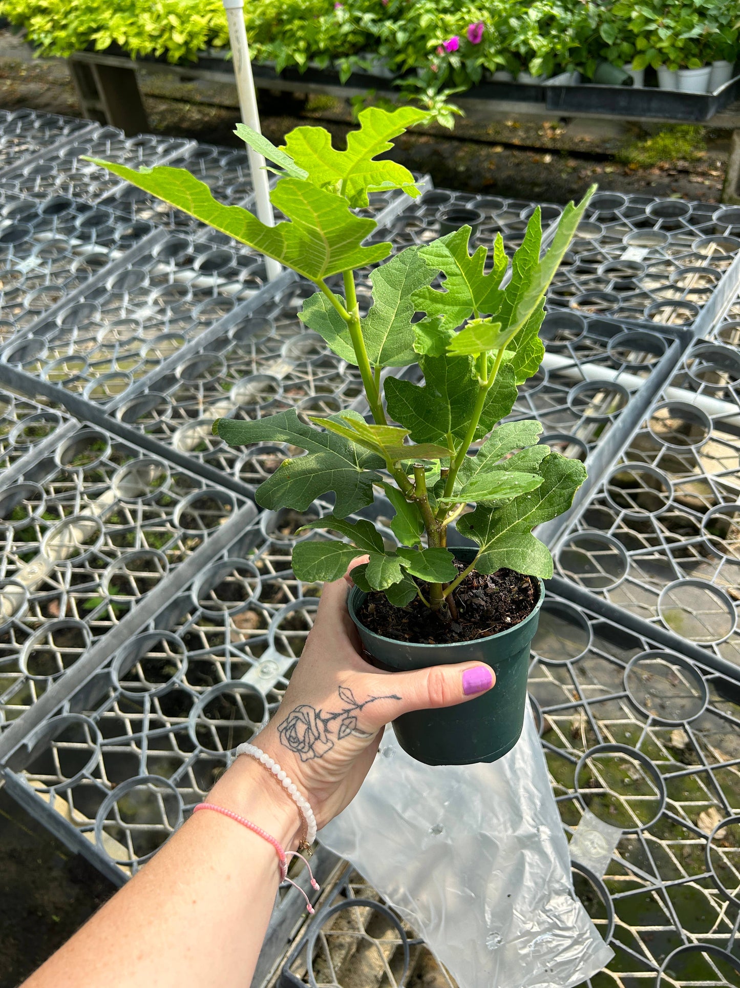 4" Edible Fig (Ficus carica - 'GE Neri')
