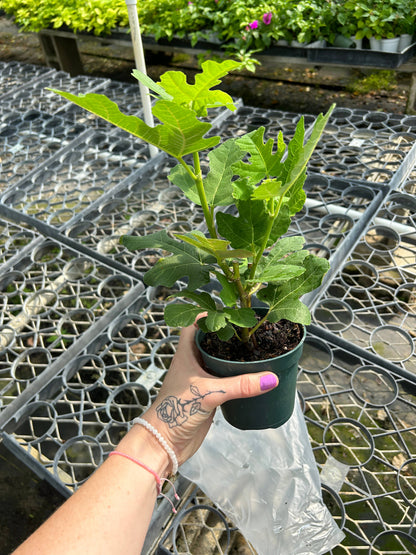 4" Edible Fig (Ficus carica - 'GE Neri')