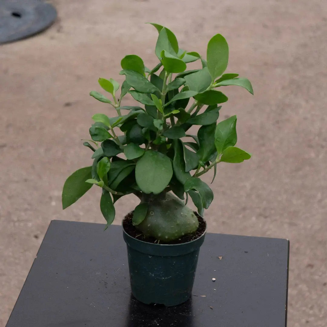 4" Potted Hydnophytum papuanum "Ant Plant"