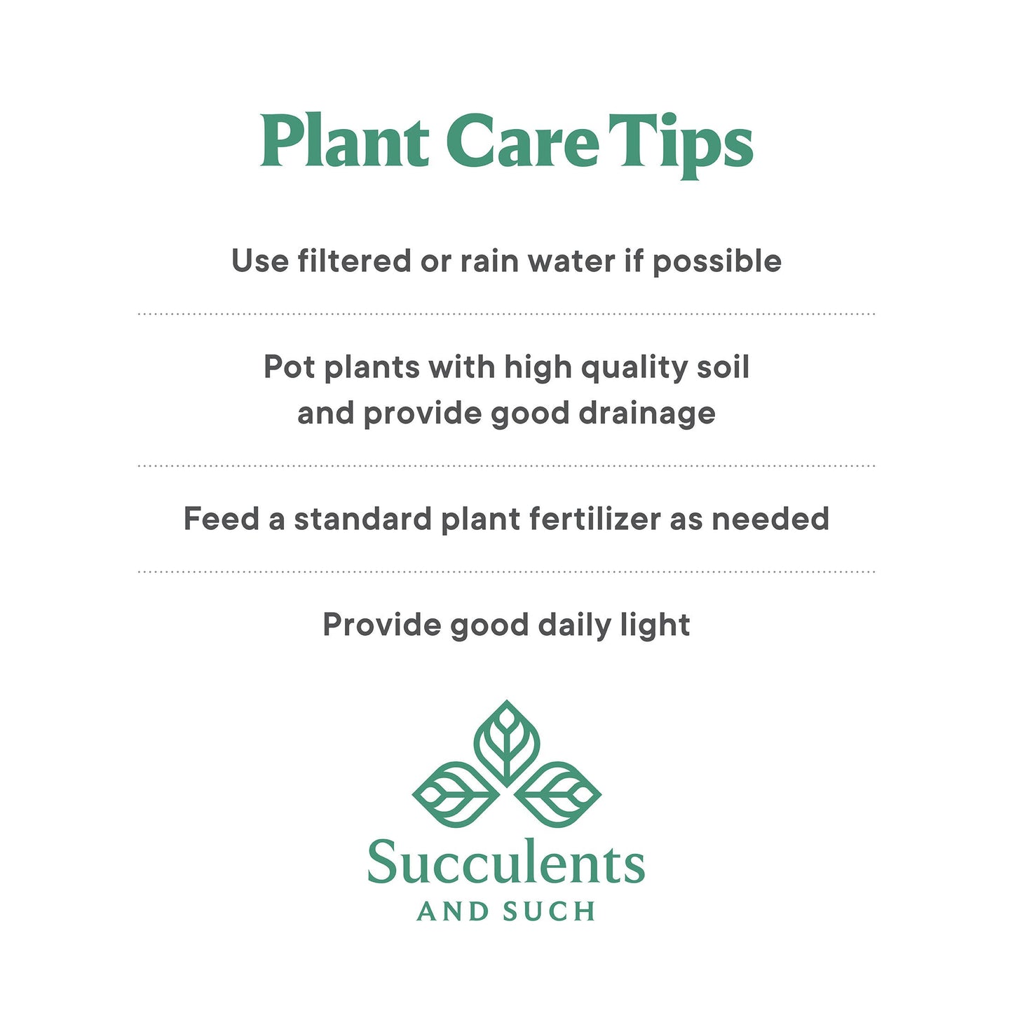 Bonsai Procumbens Nana Live Plant