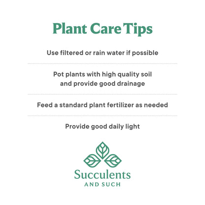 Bonsai Procumbens Nana Live Plant