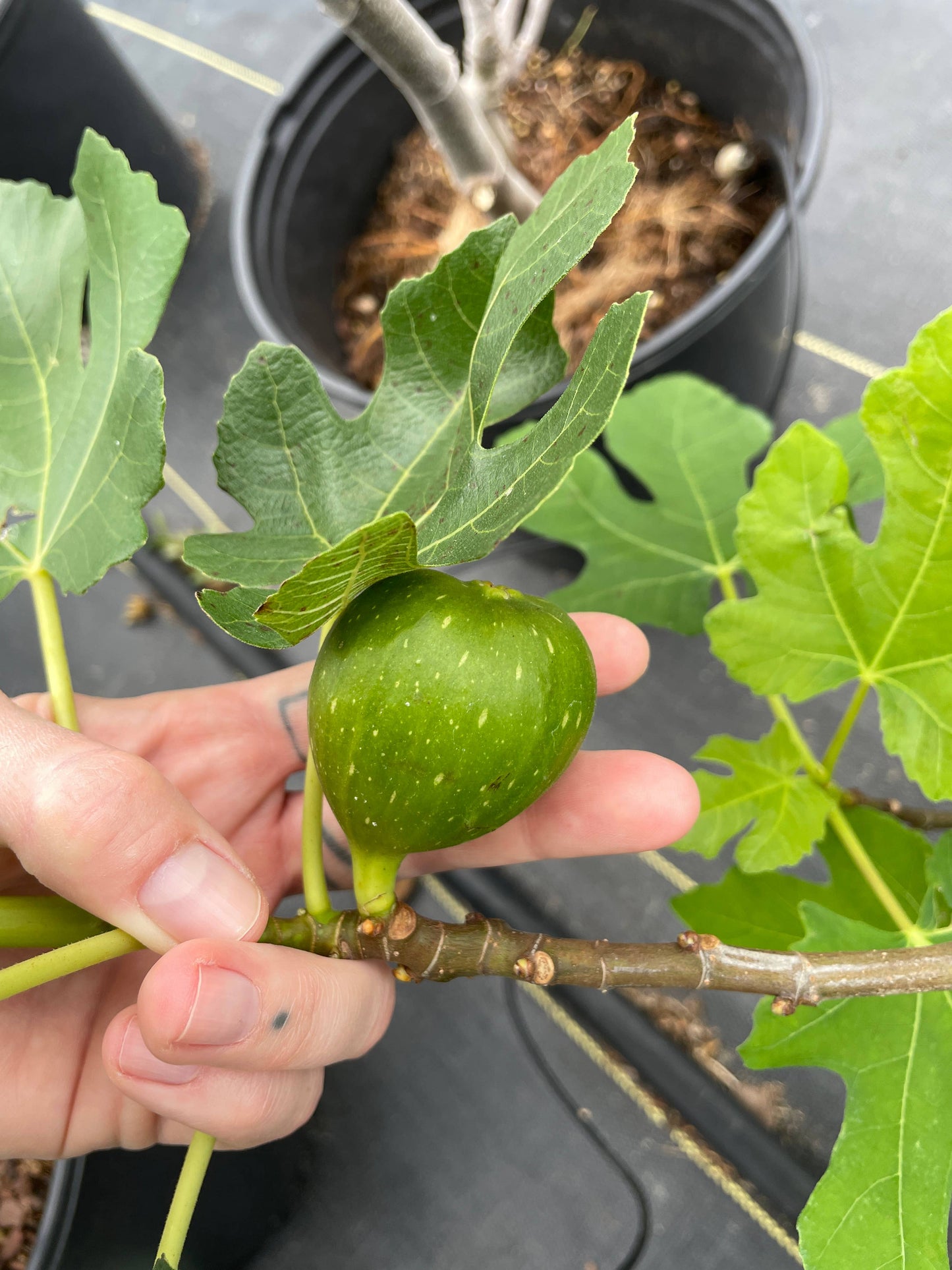4" Edible Fig (Ficus carica - 'GE Neri')