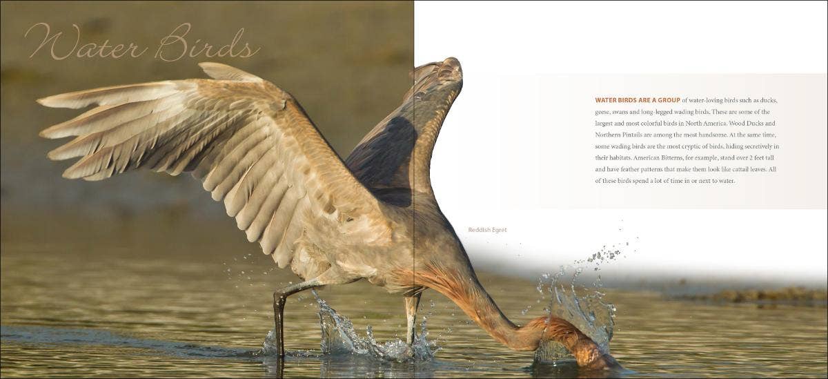 Feathers - A Coffee Table Book by Stan Tekeila