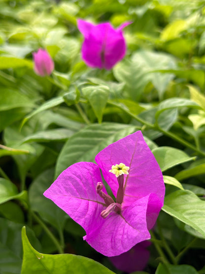 4" Bougainvillea