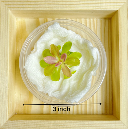 Pinguicula "Fumiko" – Rosy-Lavender Butterwort (Plant Only)