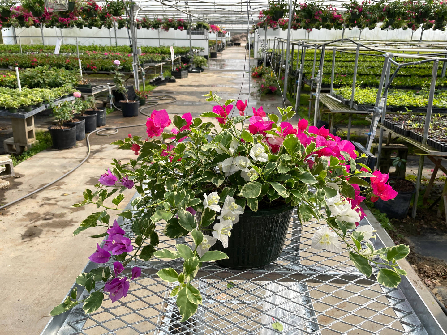 10" Bougainvillea HB