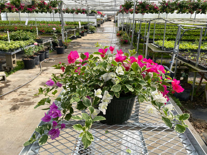 10" Bougainvillea HB