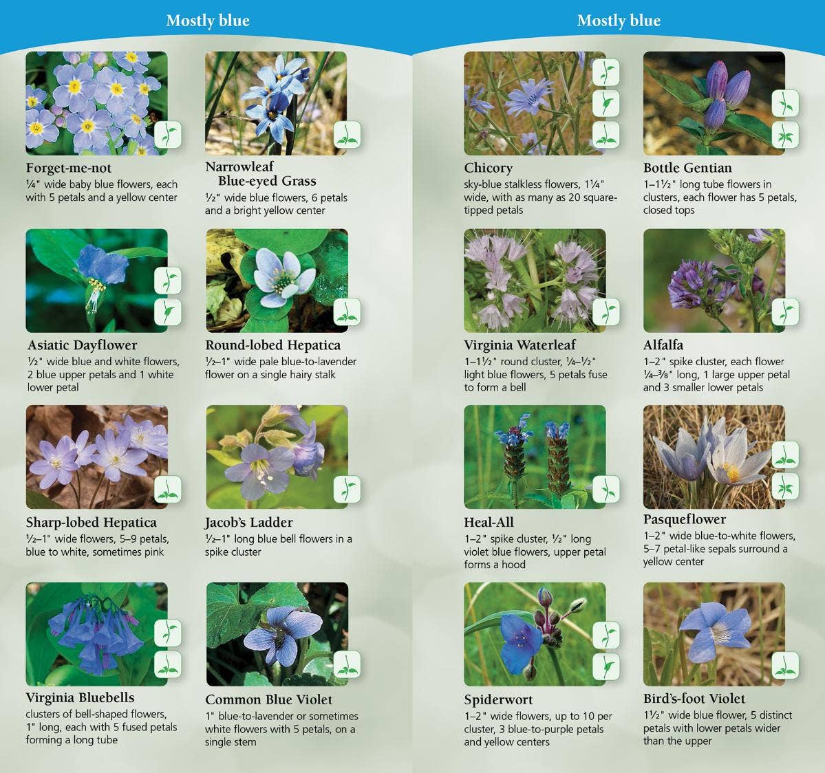 Wildflowers of Midwest Quick Guide
