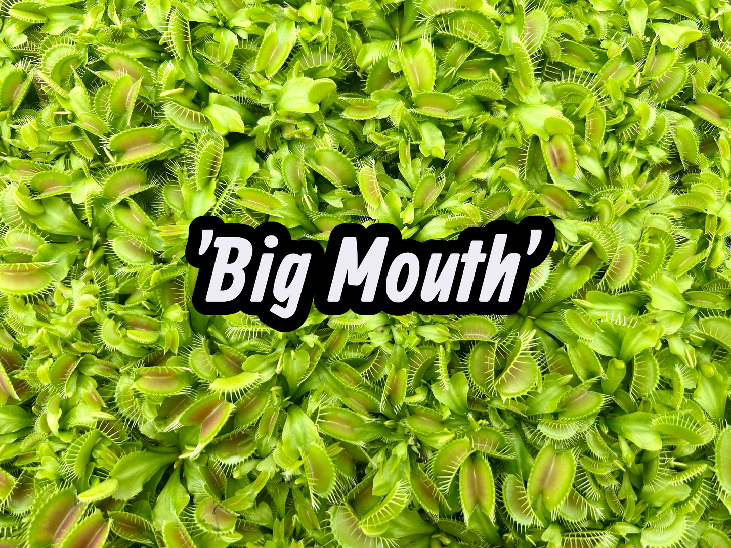 98 Cell Pack Venus Fly Traps - Liners