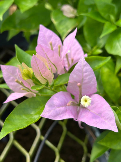 4" Bougainvillea