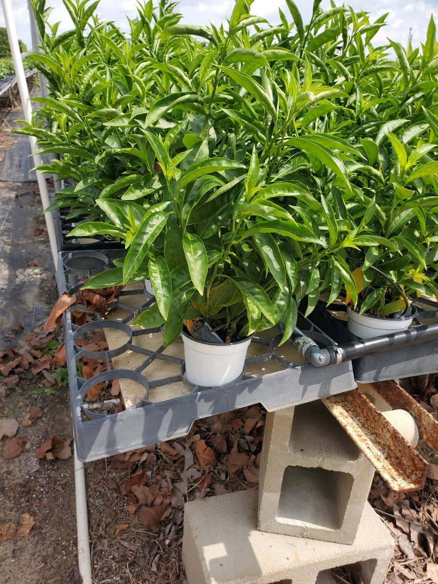4" Night Blooming Jasmine (Cestrum nocturnum)