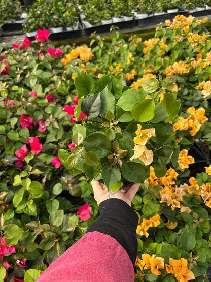 4" Bougainvillea