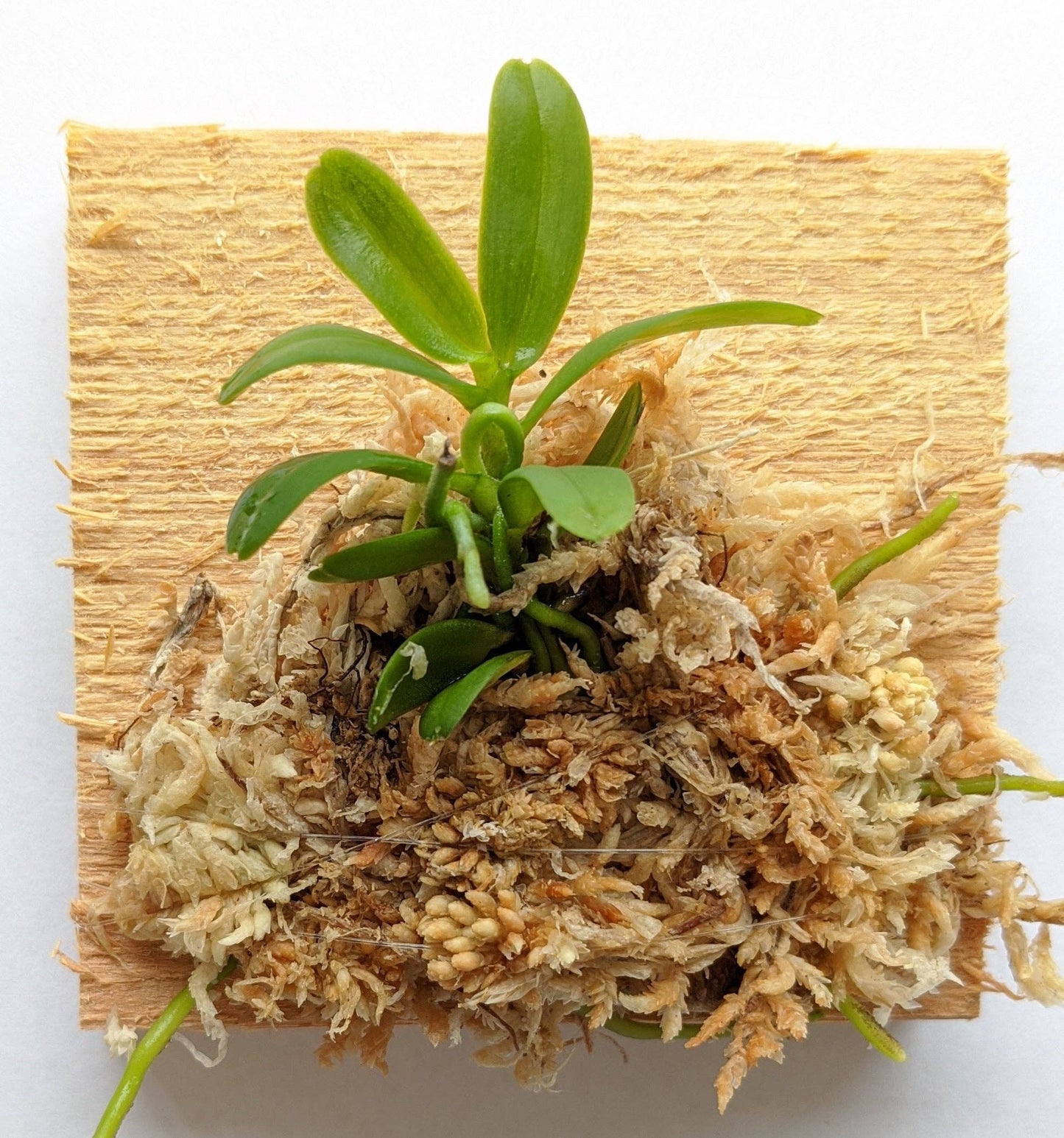 Haraella Retrocalla, Taiwan Fragrant Orchid (香蘭), Miniature Orchid, Easy to Grow