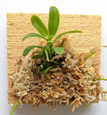 Haraella Retrocalla, Taiwan Fragrant Orchid (香蘭), Miniature Orchid, Easy to Grow