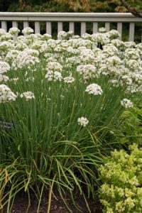 Chives Garlic (Allium Tuberosum) (3.5")