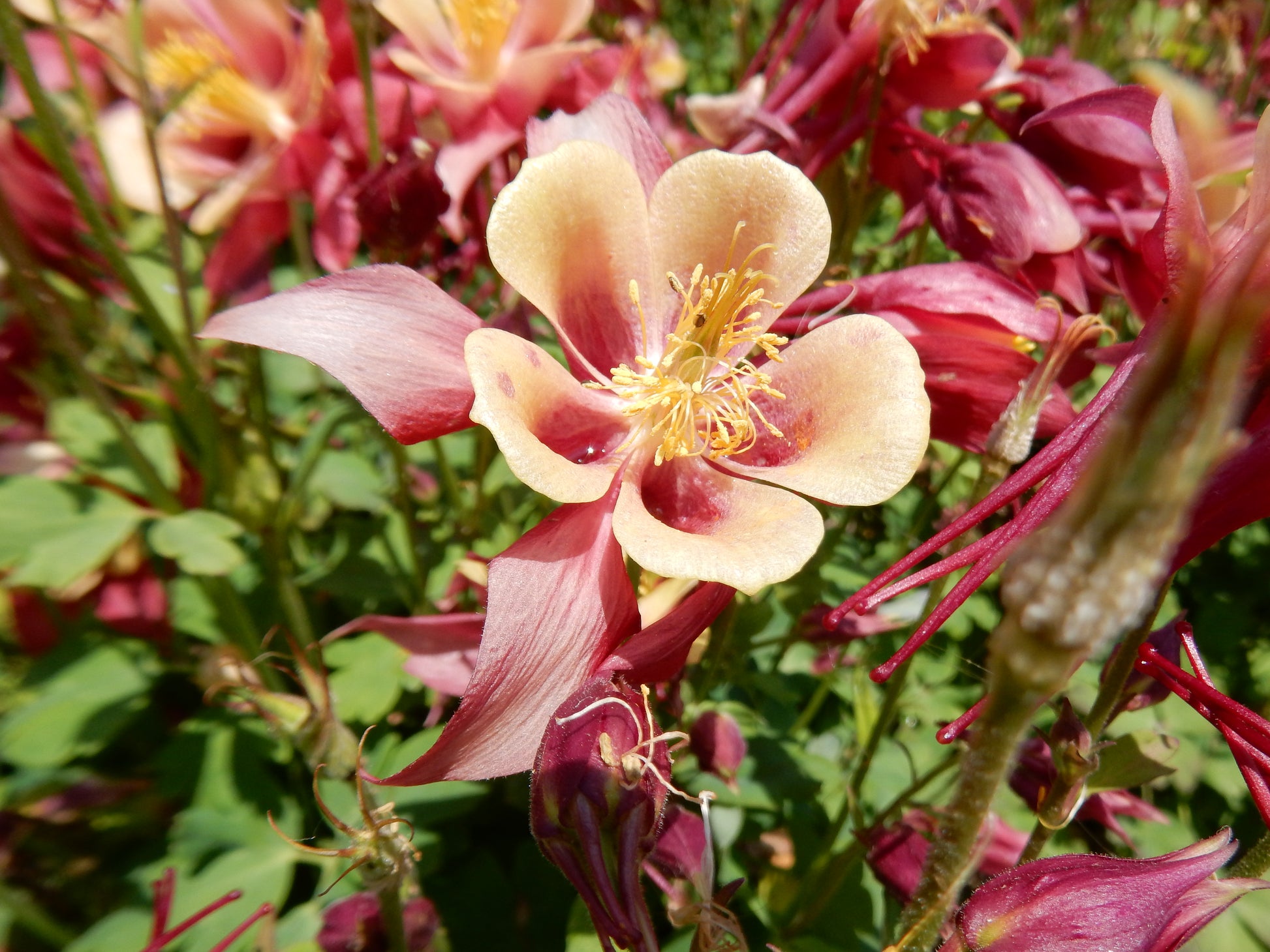 Aquilegia 'Earlybird Mix' (1 QT.)