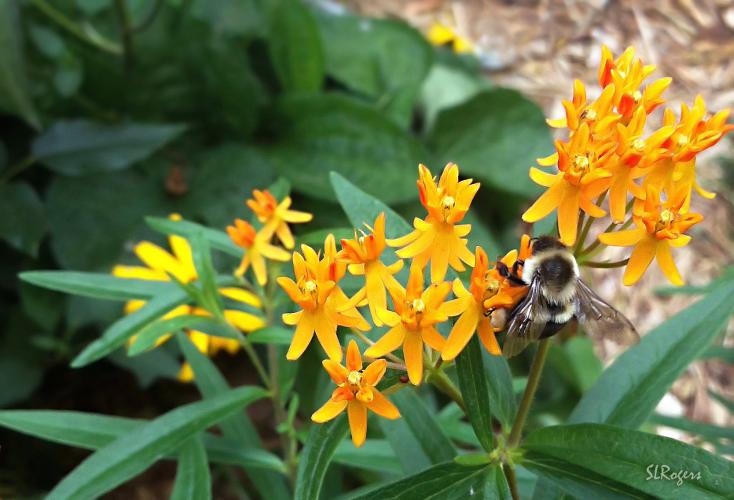 Asclepias Tuberosa (Butterflyweed) (1 QT.)