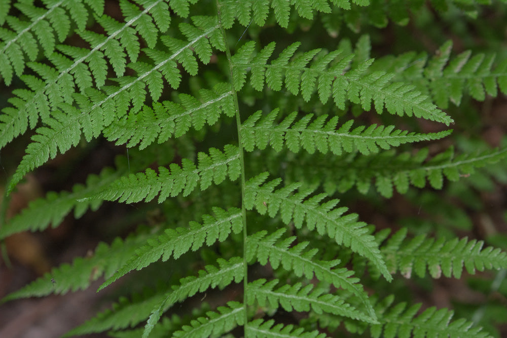 Athyrium Filix-Femina (Lady Fern) (1 QT.)