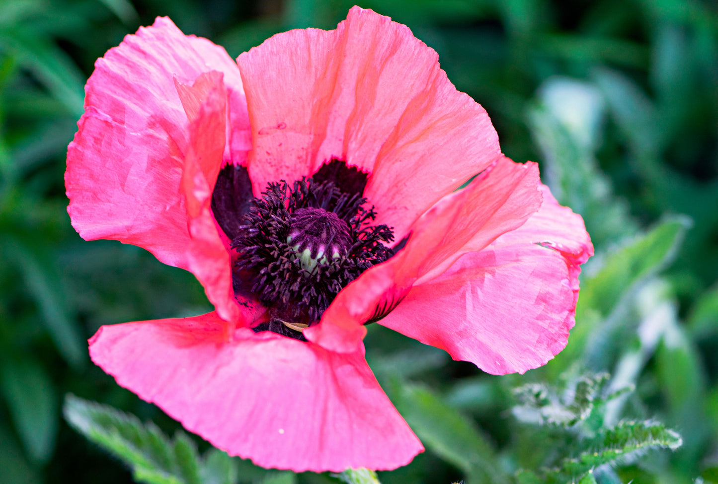 Papaver Orientale 'Allegro' (1 QT.)