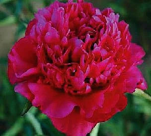 Paeonia 'Big Ben' (#1)