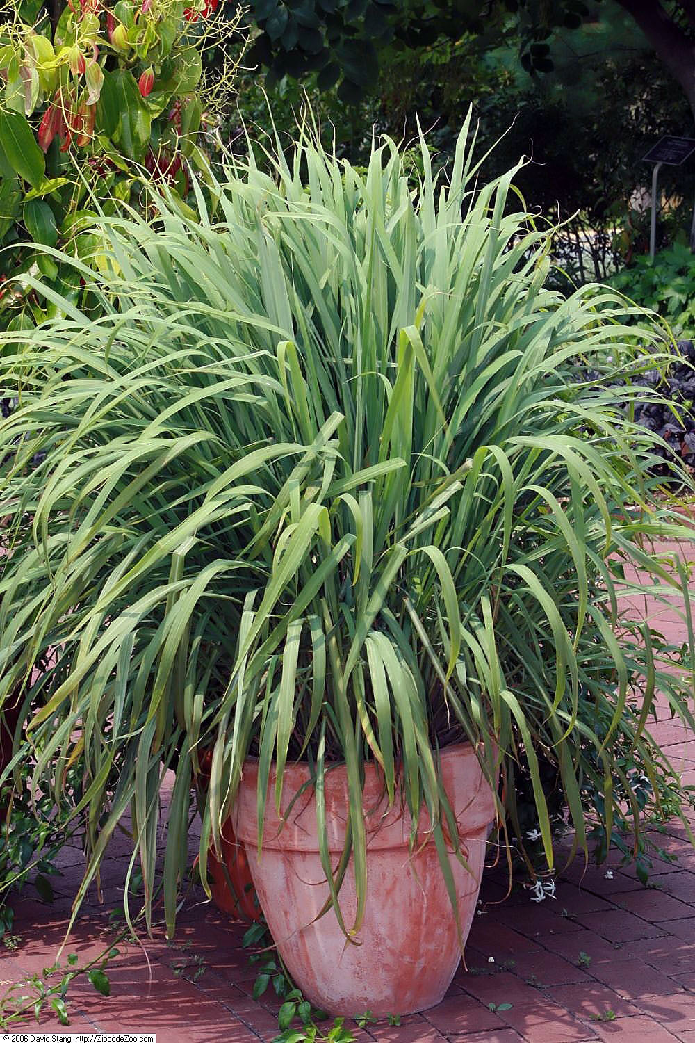 Cymbopogon Citratus (Lemon Grass) (3.5")