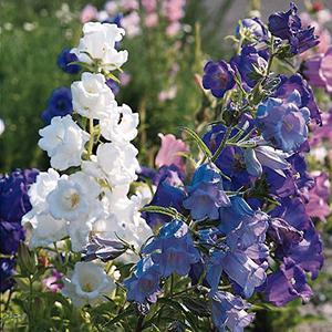 Campanula Medium 'Cups And Saucers' (1 QT.)