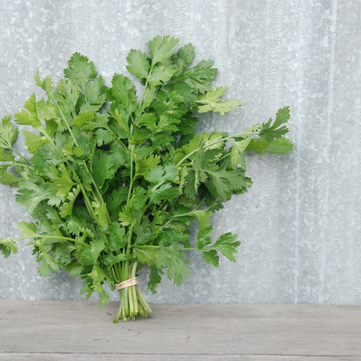 Coriander Sativum 'Slow Bolt' (3.5")
