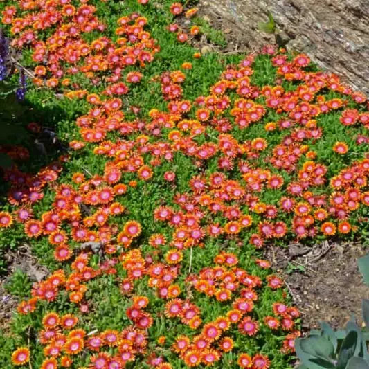 Delosperma 'Firespinner' (1 QT.)