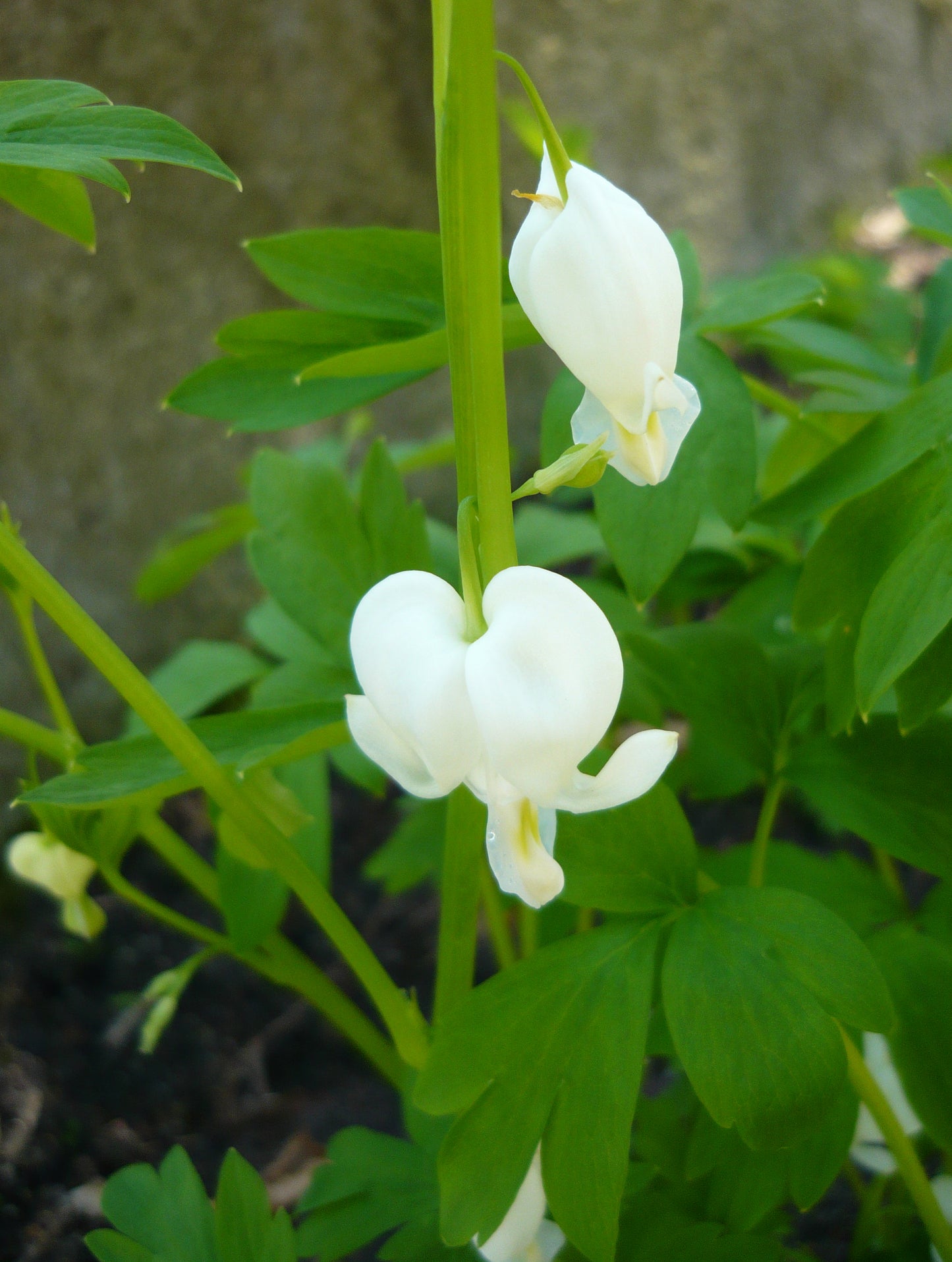 Dicentra Spectabilis 'Alba' (1 QT.)