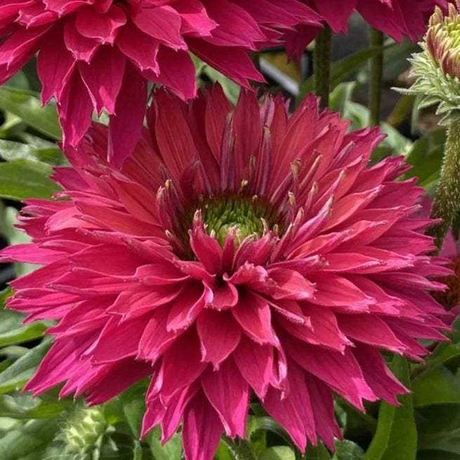 Echinacea 'Sunseekers Sweet Fuchsia' Premium (1 QT.)