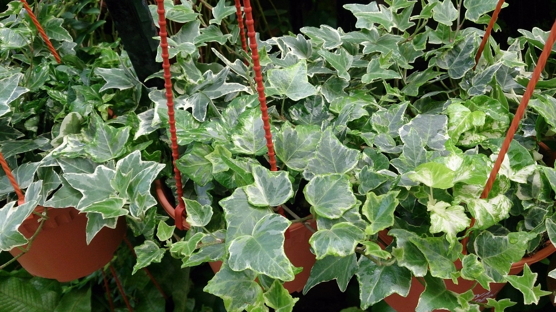 Hedera Helix 'English Ivy'3 Pks Of 6 (306 TRAY)