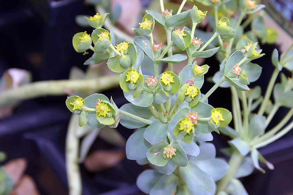 Euphorbia Myrsinites (1 QT.)