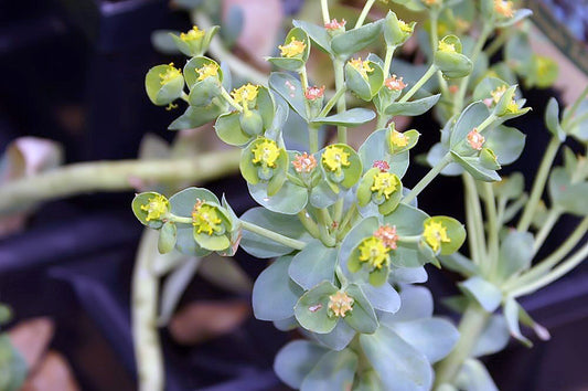 Euphorbia Myrsinites (1 QT.)
