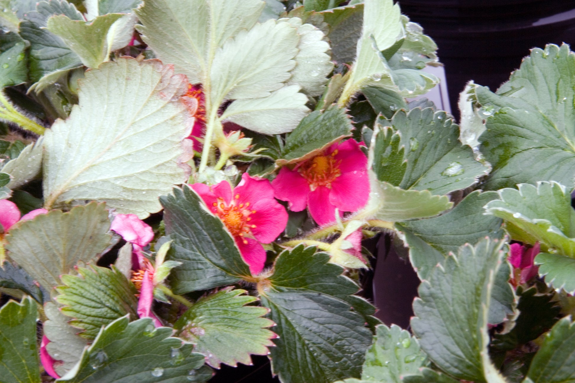 Fragaria 'Lipstick' (1 QT.)