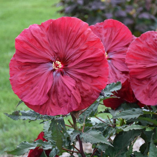 Hibiscus 'Blackberry Merlot' (#1)