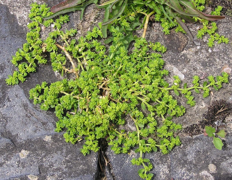 Herniaria Glabra (3.5")