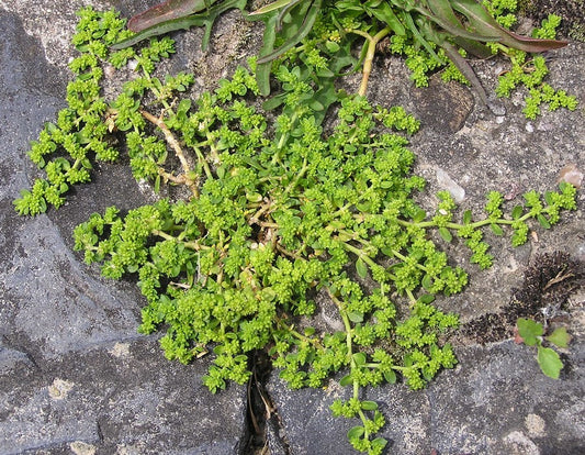 Herniaria Glabra (3.5")