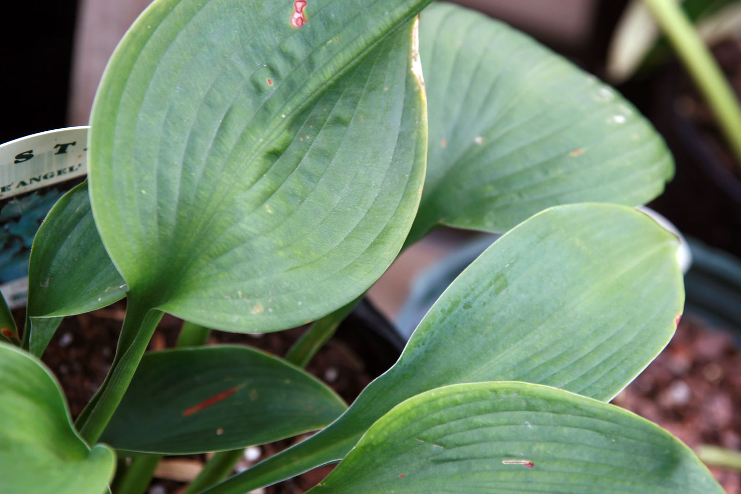 Hosta 'Blue Angel' (1 QT.)