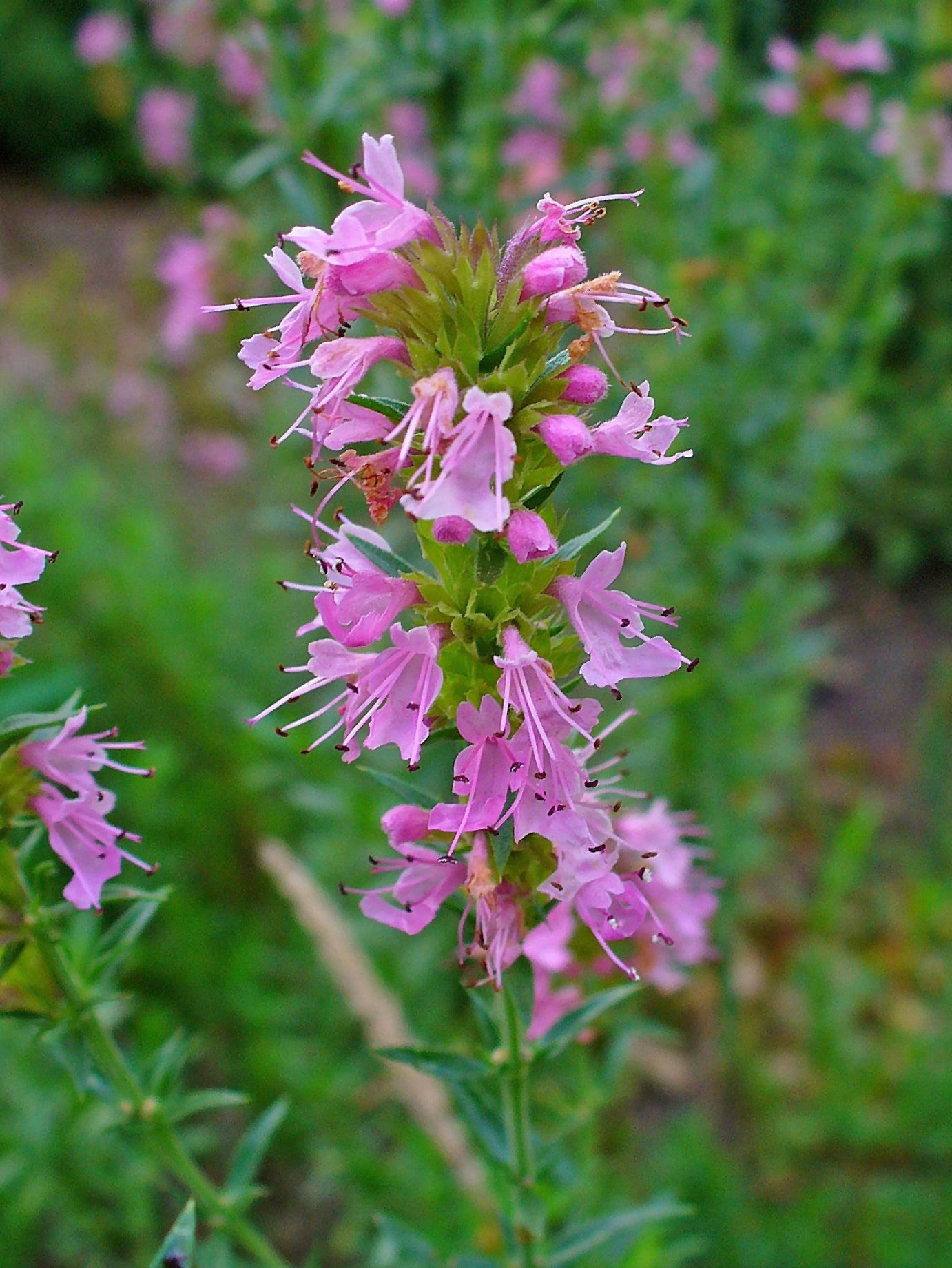 Hyssop (Hyssopus Officinalis) (3.5")