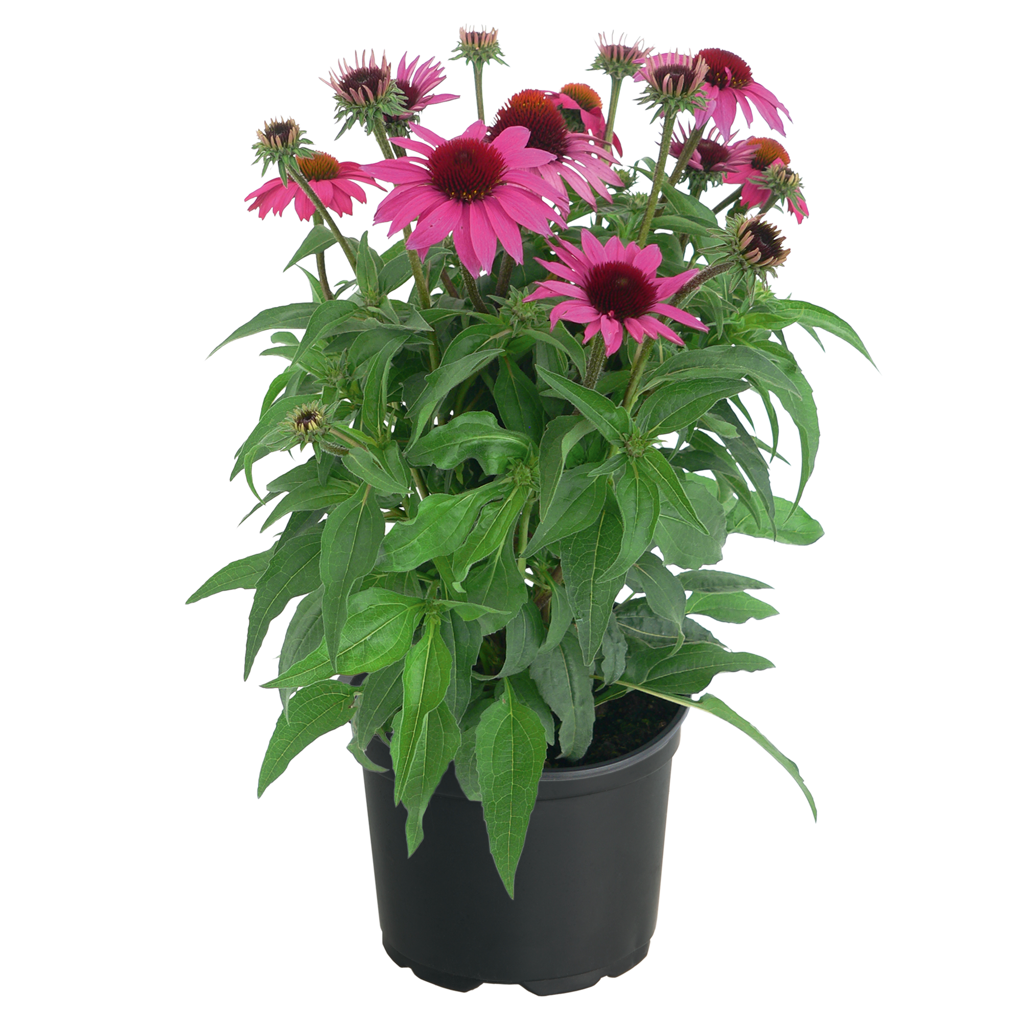 Echinacea Purpurea 'Pollynation Magenta' (1 QT.) – Wei Gardens LLC