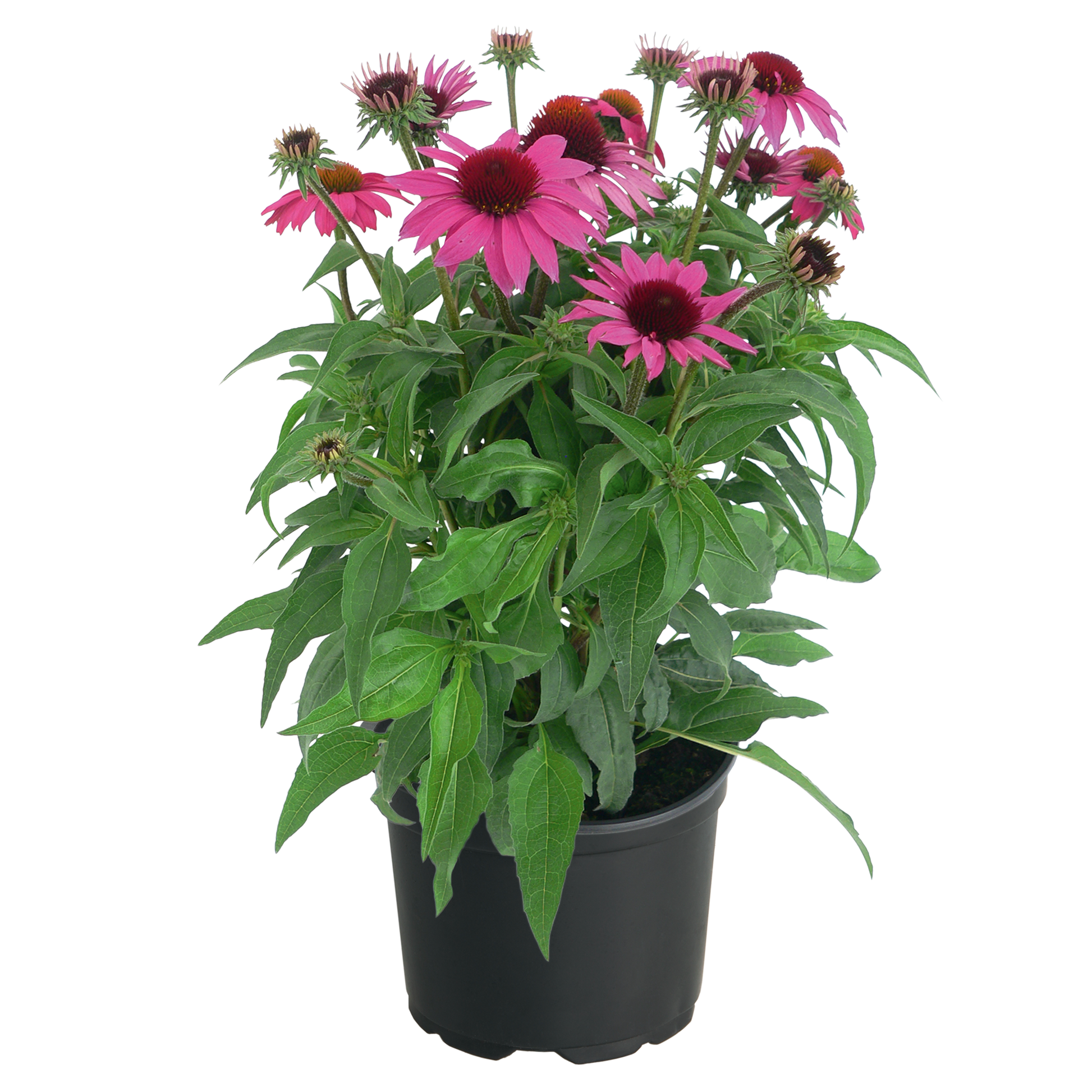 Echinacea Purpurea 'Pollynation Magenta' (1 QT.)